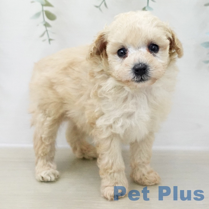 トイ・プードル