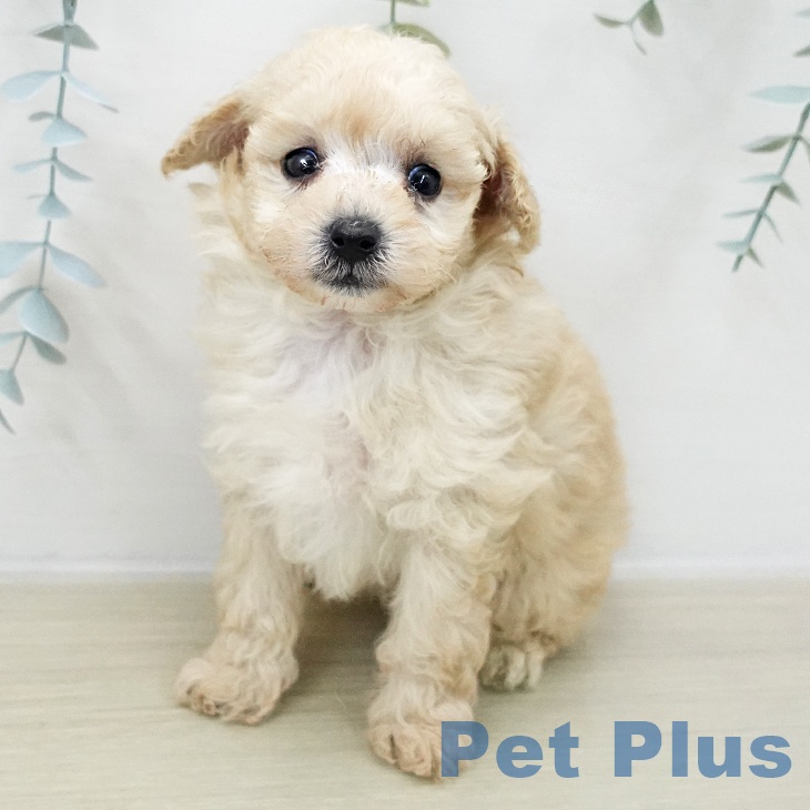 トイ・プードルの写真2