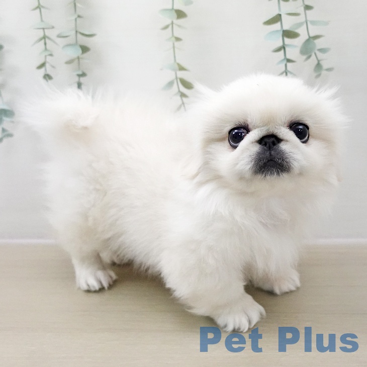 ペキニーズの写真2