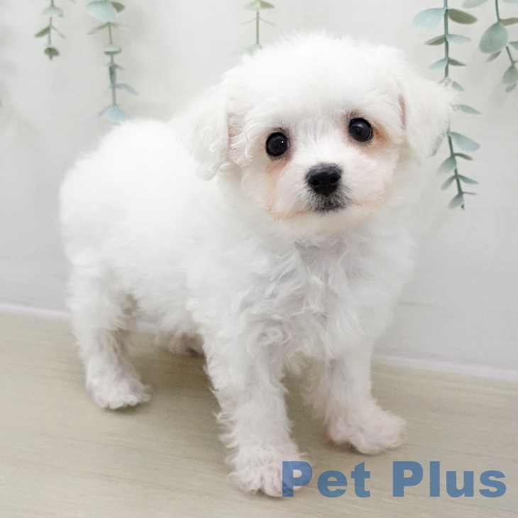 ビション・フリーゼ