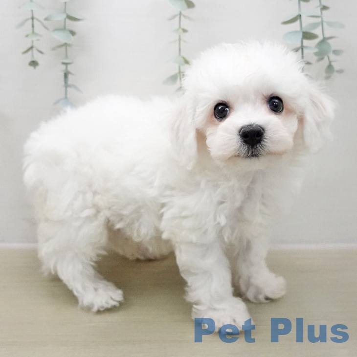 ビション・フリーゼ