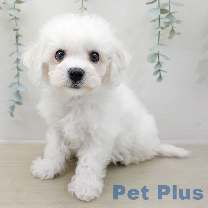 ビション・フリーゼの写真2