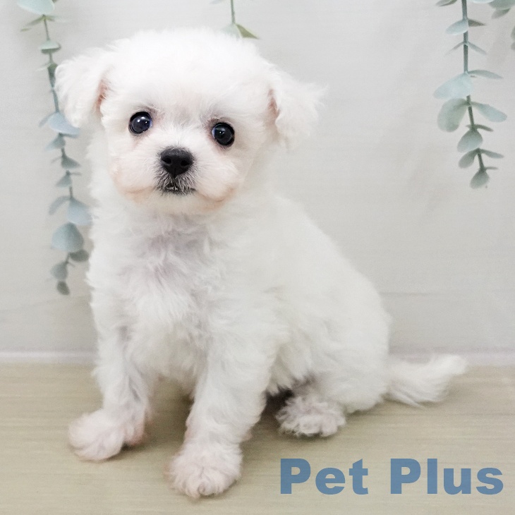 ビション・フリーゼ