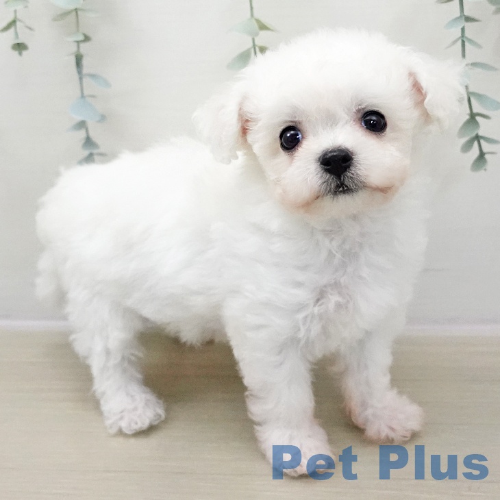 ビション・フリーゼの写真2