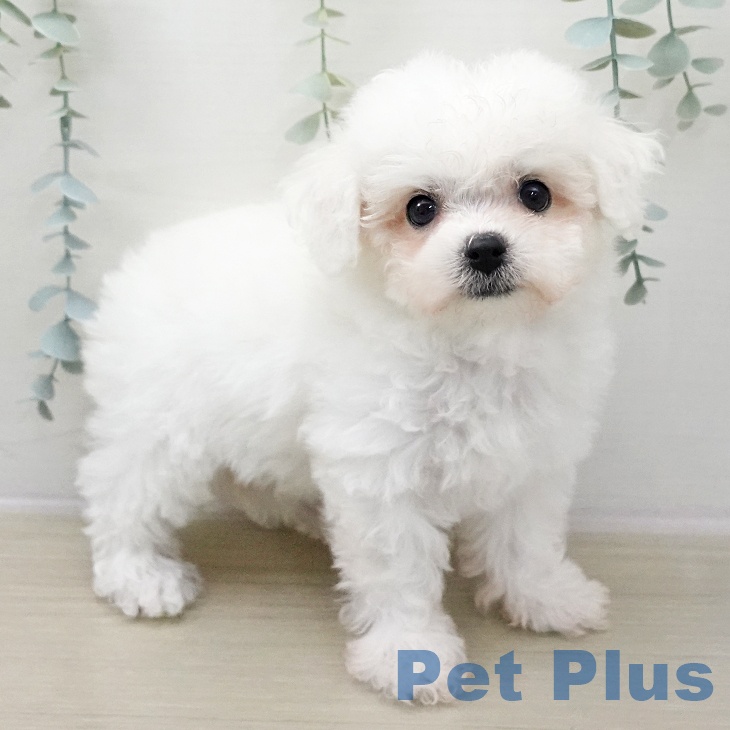 ビション・フリーゼ