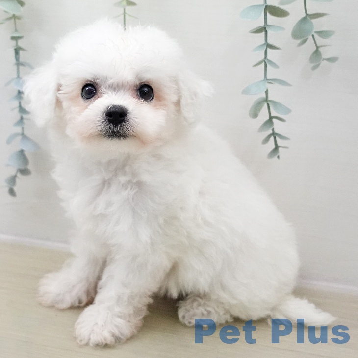 ビション・フリーゼの写真2