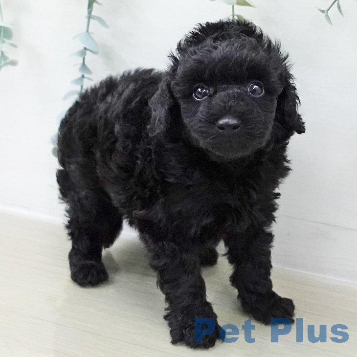 トイ・プードル