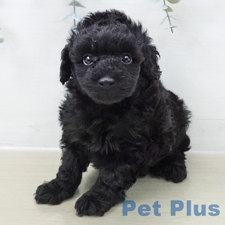 トイ・プードルの写真2