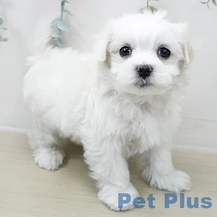 マルチーズの写真2