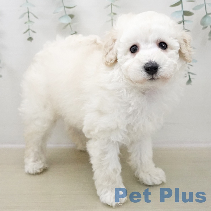 トイ・プードル