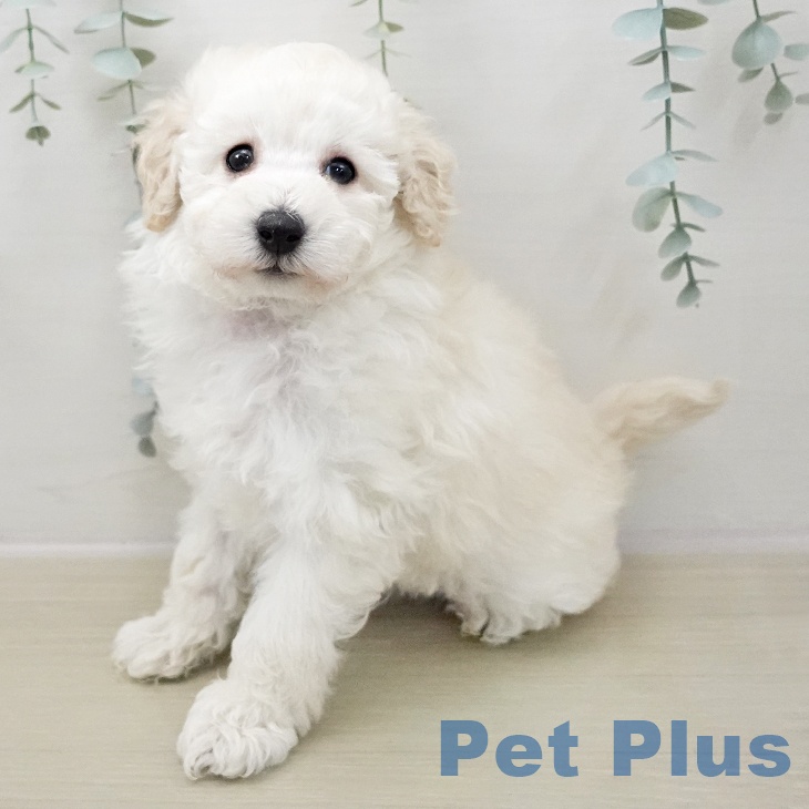 トイ・プードル