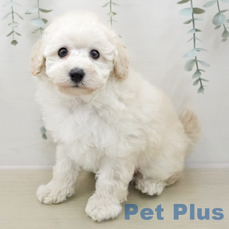 トイ・プードル