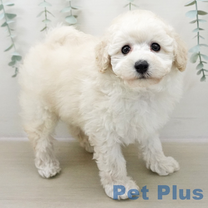 トイ・プードルの写真2