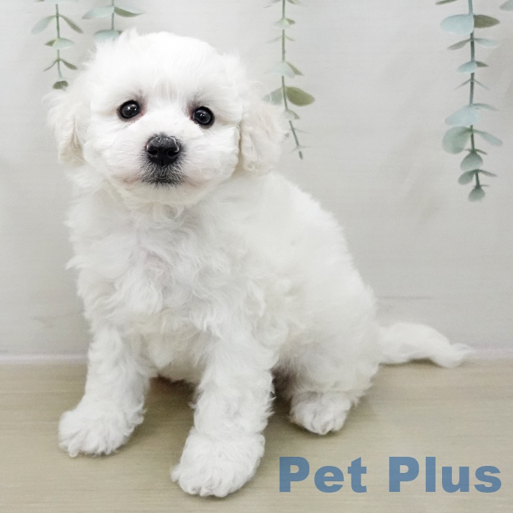 ビション・フリーゼ