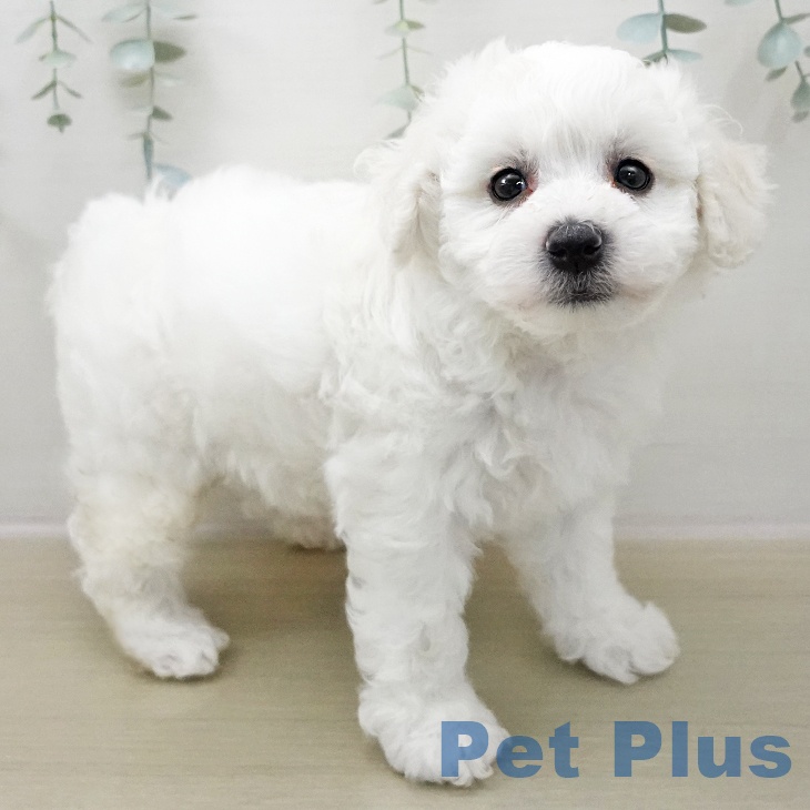 ビション・フリーゼの写真2