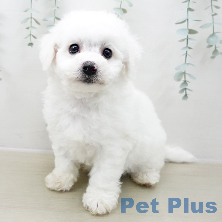 ビション・フリーゼ