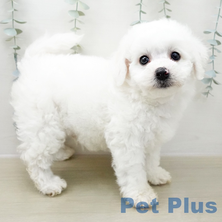 ビション・フリーゼ