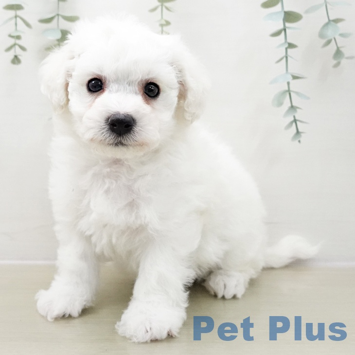 ビション・フリーゼ