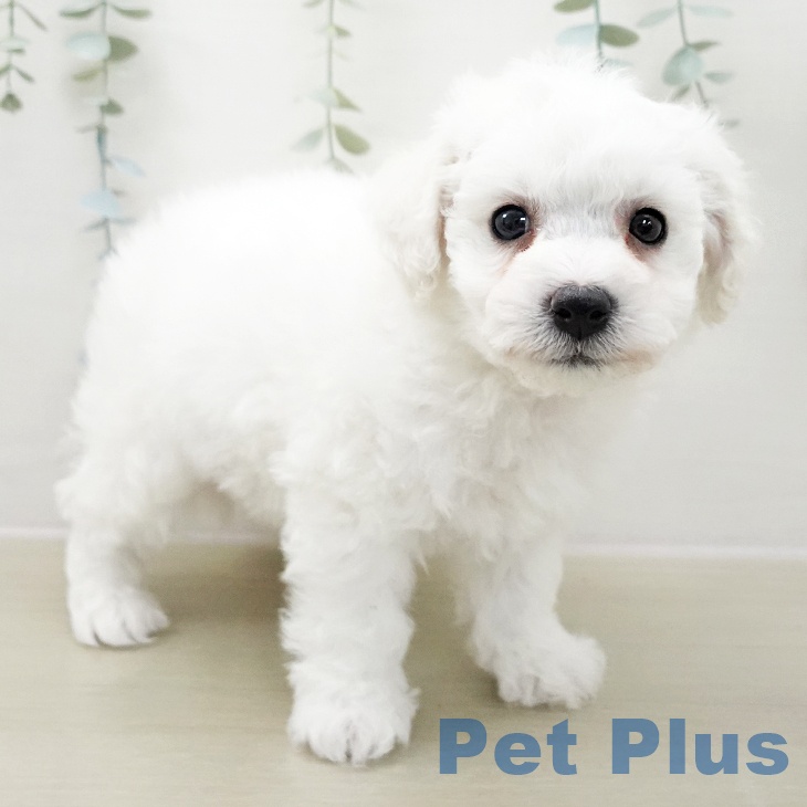 ビション・フリーゼ