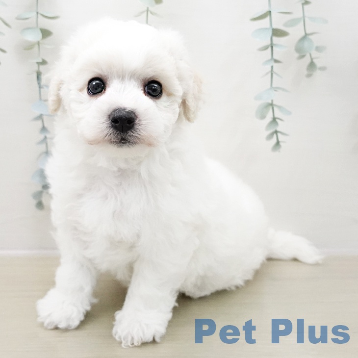 ビション・フリーゼ