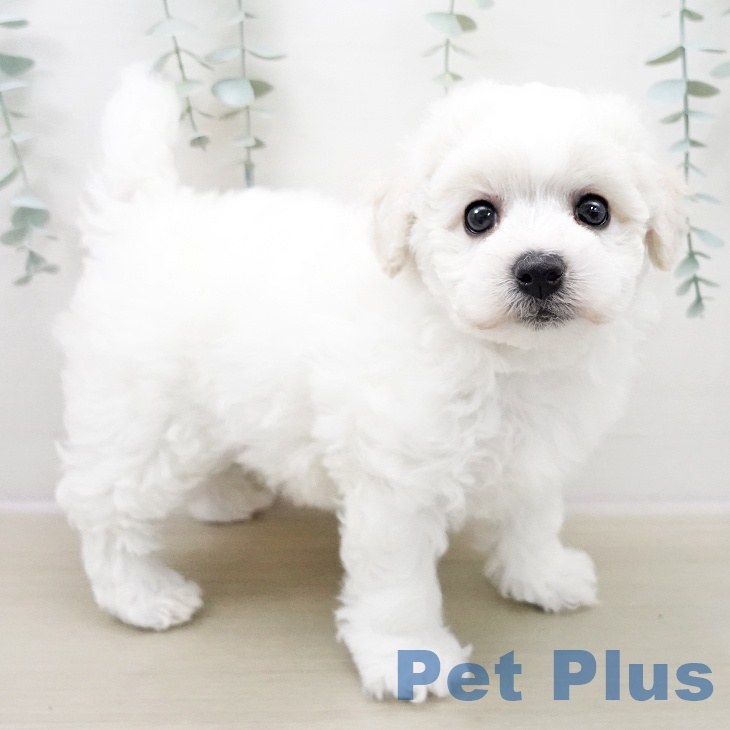 ビション・フリーゼ