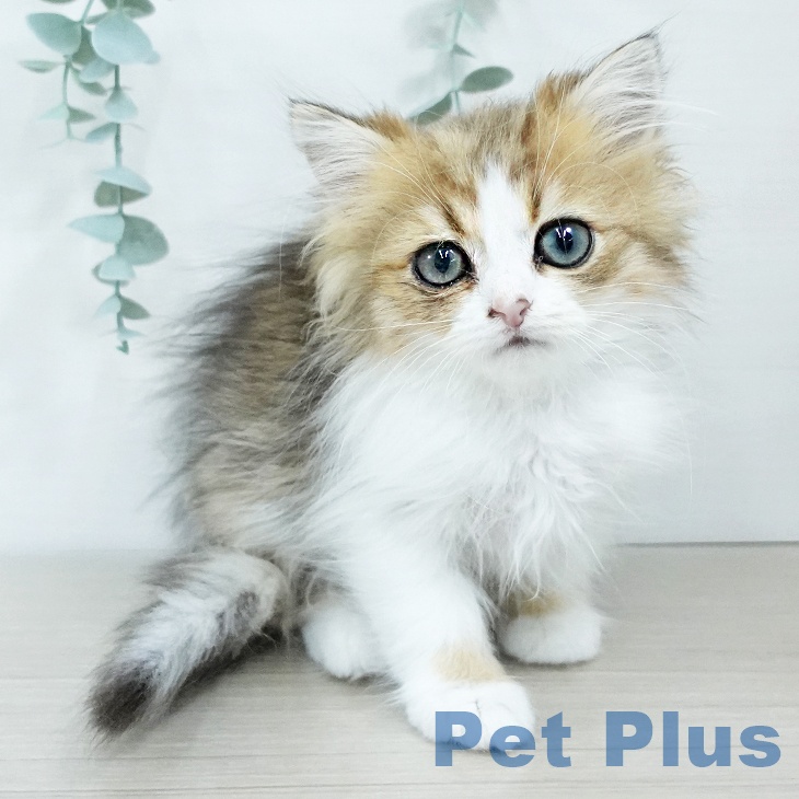 ミヌエットの写真2