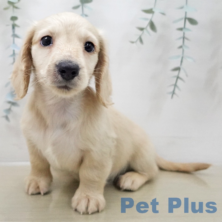 ミニチュア・ダックスフンド