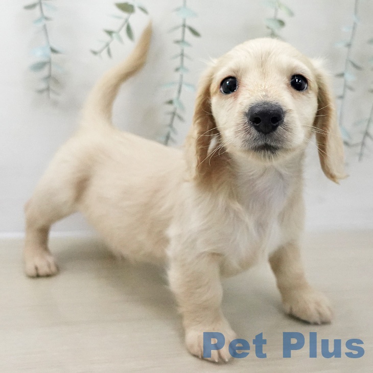 ミニチュア・ダックスフンド