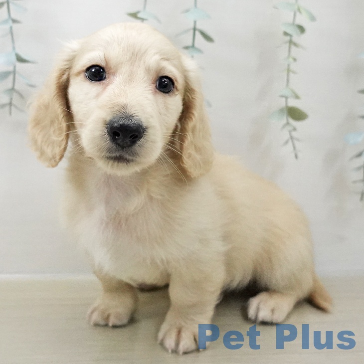 ミニチュア・ダックスフンド