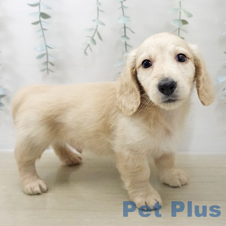 ミニチュア・ダックスフンド