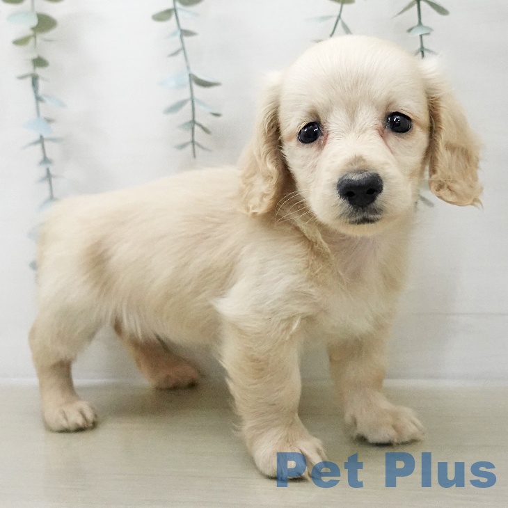 ミニチュア・ダックスフンド