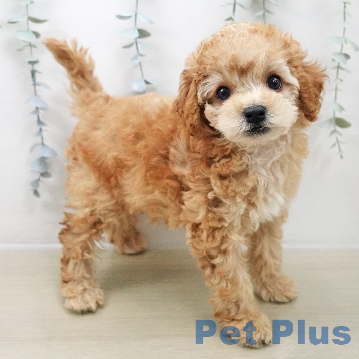 トイ・プードル