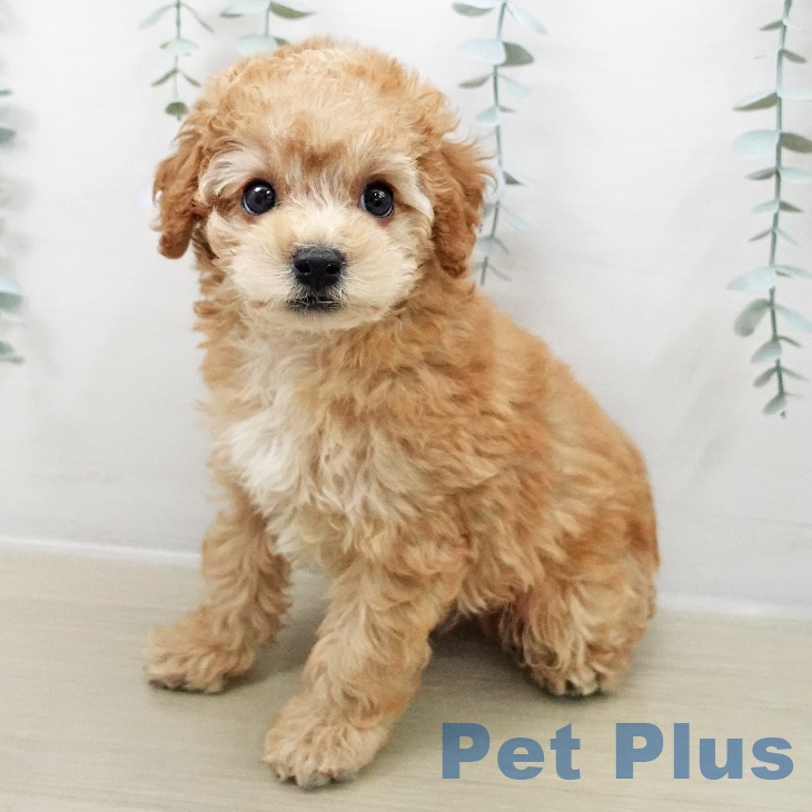 トイ・プードル