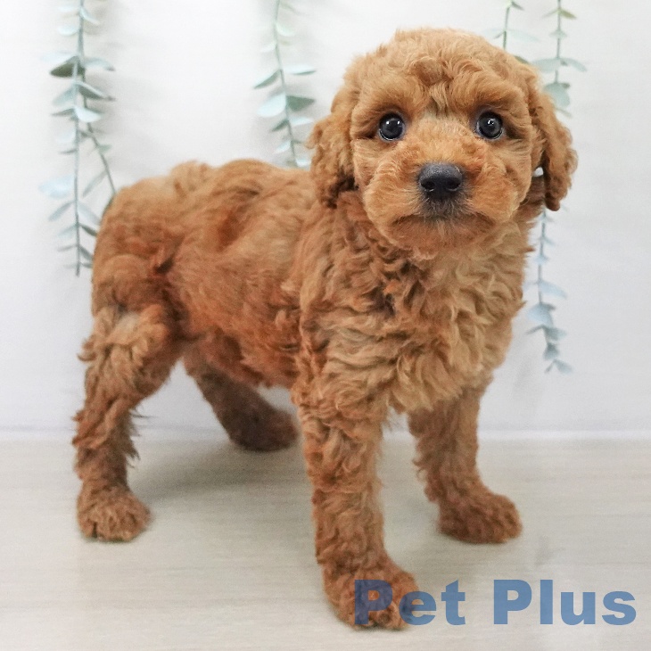 トイ・プードル