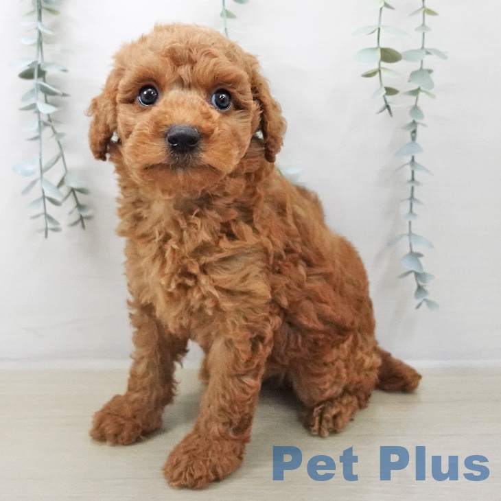 トイ・プードル