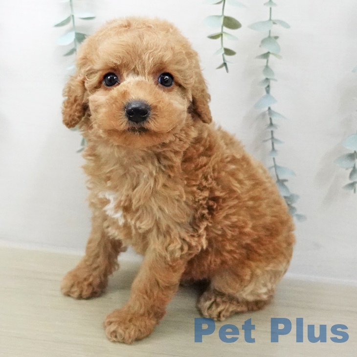 トイ・プードル