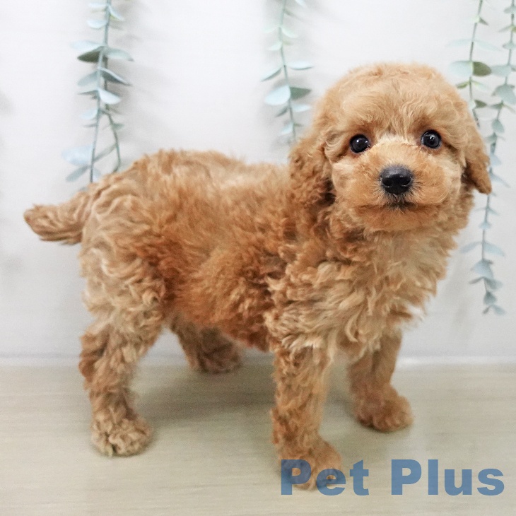 トイ・プードル