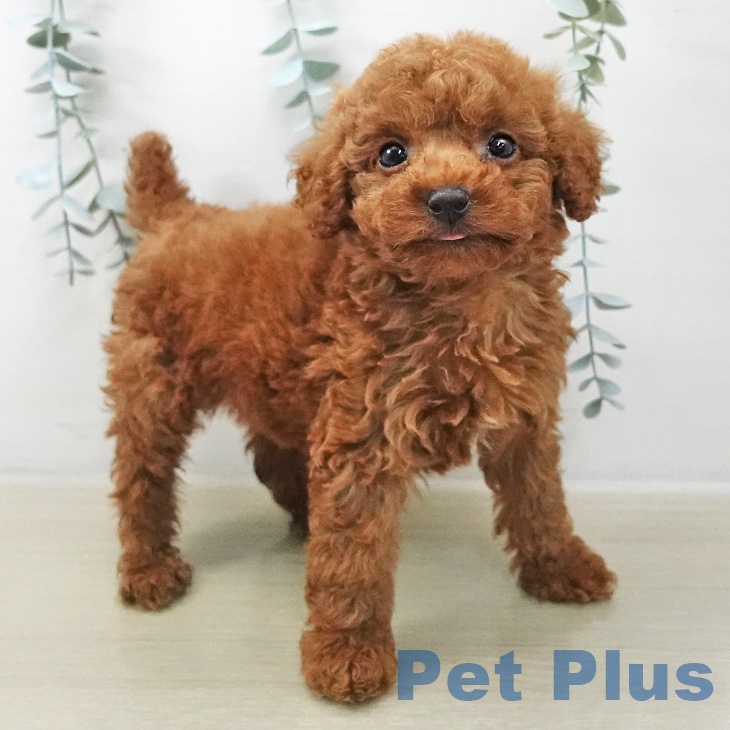 トイ・プードル