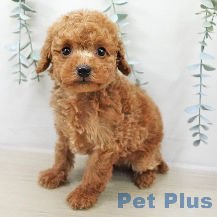 トイ・プードル