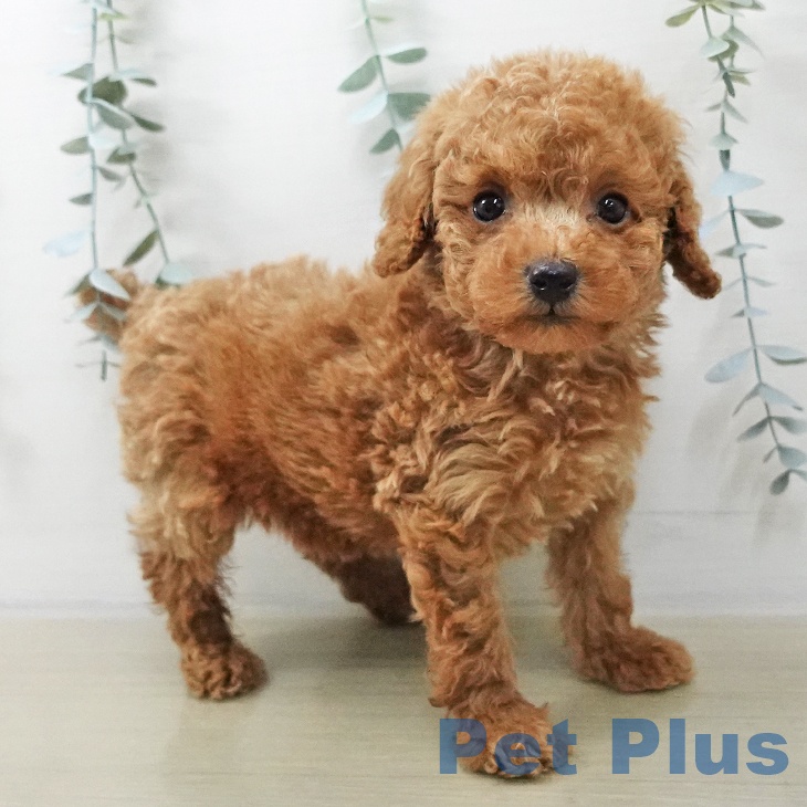 トイ・プードルの写真2