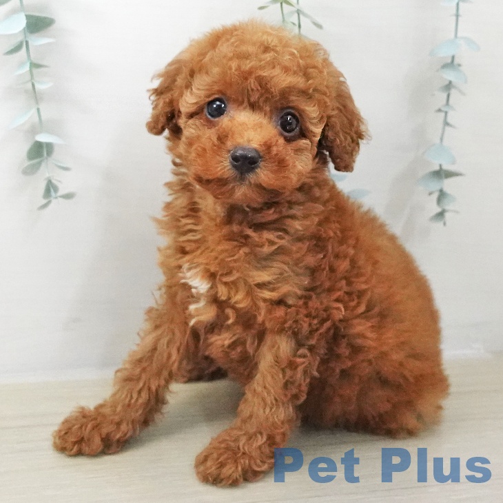 トイ・プードル