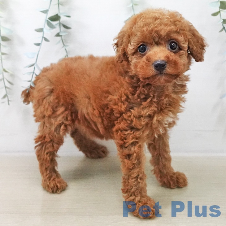 トイ・プードルの写真2