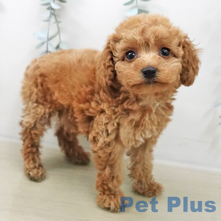 トイ・プードル