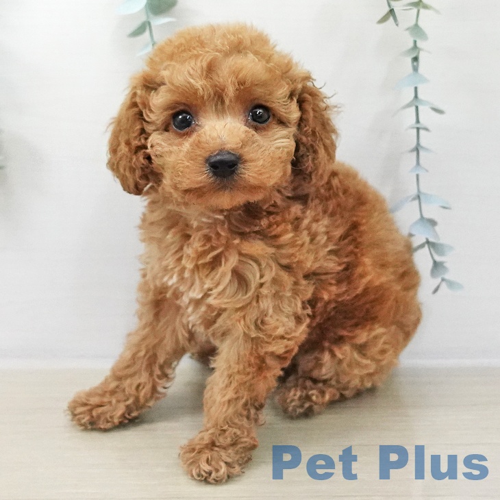 トイ・プードルの写真2