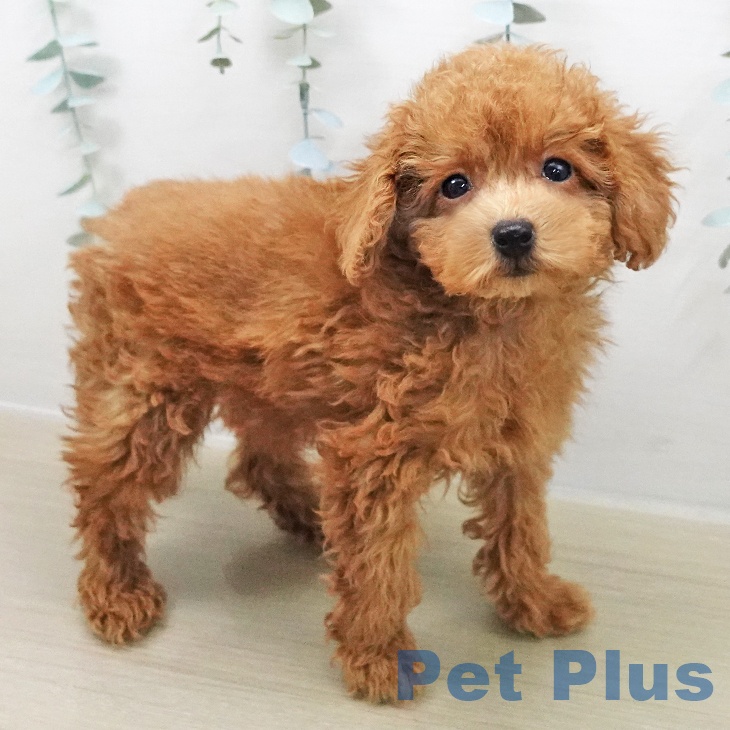 トイ・プードル