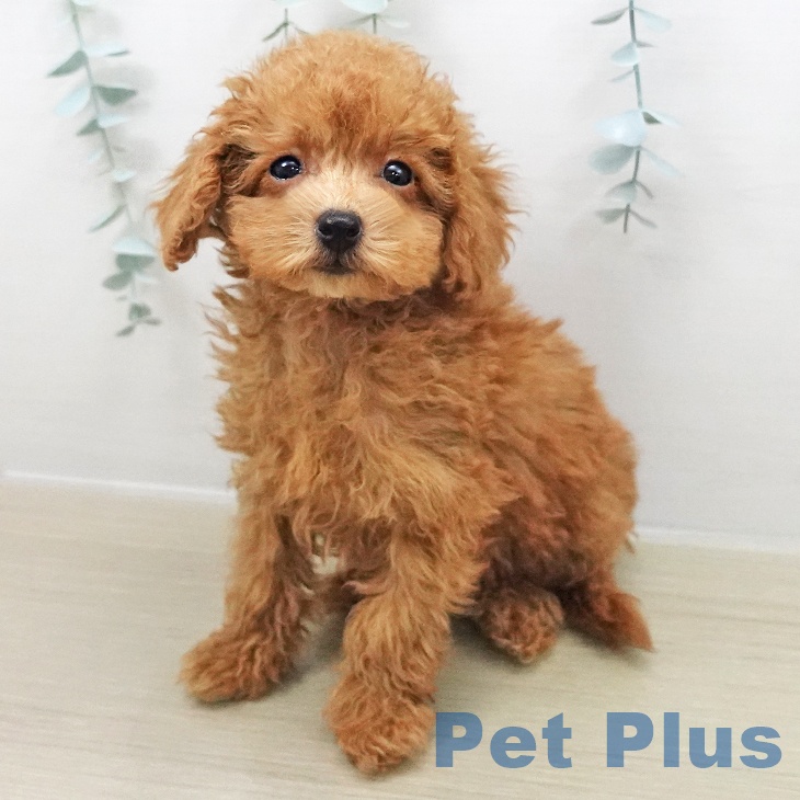 トイ・プードルの写真2