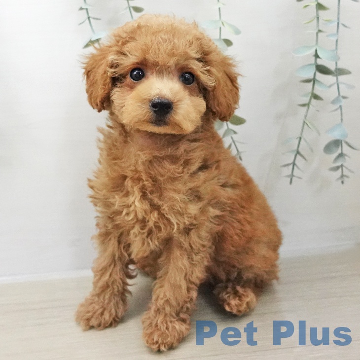 トイ・プードル