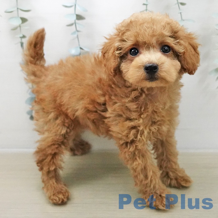 トイ・プードル