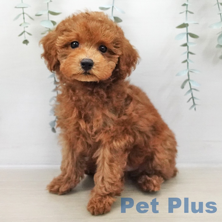 トイ・プードル