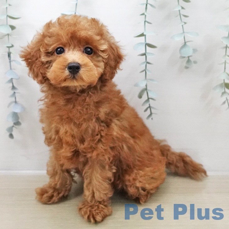 トイ・プードル